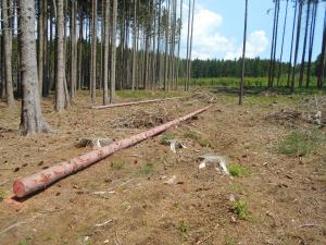 ilustrační foto otrávené lapáky