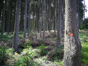 smrky napadené kůrovcem